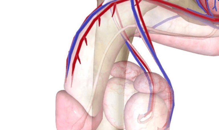 Пениске қанмен қамтамасыз ету